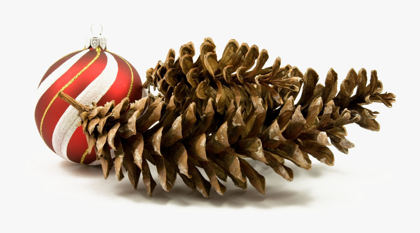 Transparent Conifer Png - Christmas Elements Png Real, Png Download, Free Download