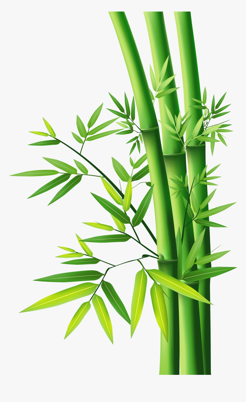 Bamboo Vector Clipart , Png Download - Bamboo Png, Transparent Png, Free Download