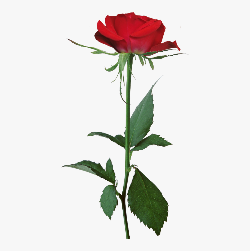 Demi Lovato Tell Me You Love Me Rose, HD Png Download, Free Download