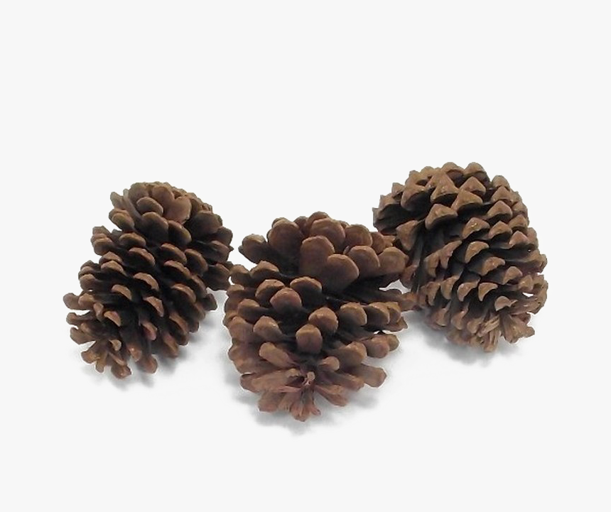 Conifer-cone - Mexican Pinyon, HD Png Download, Free Download