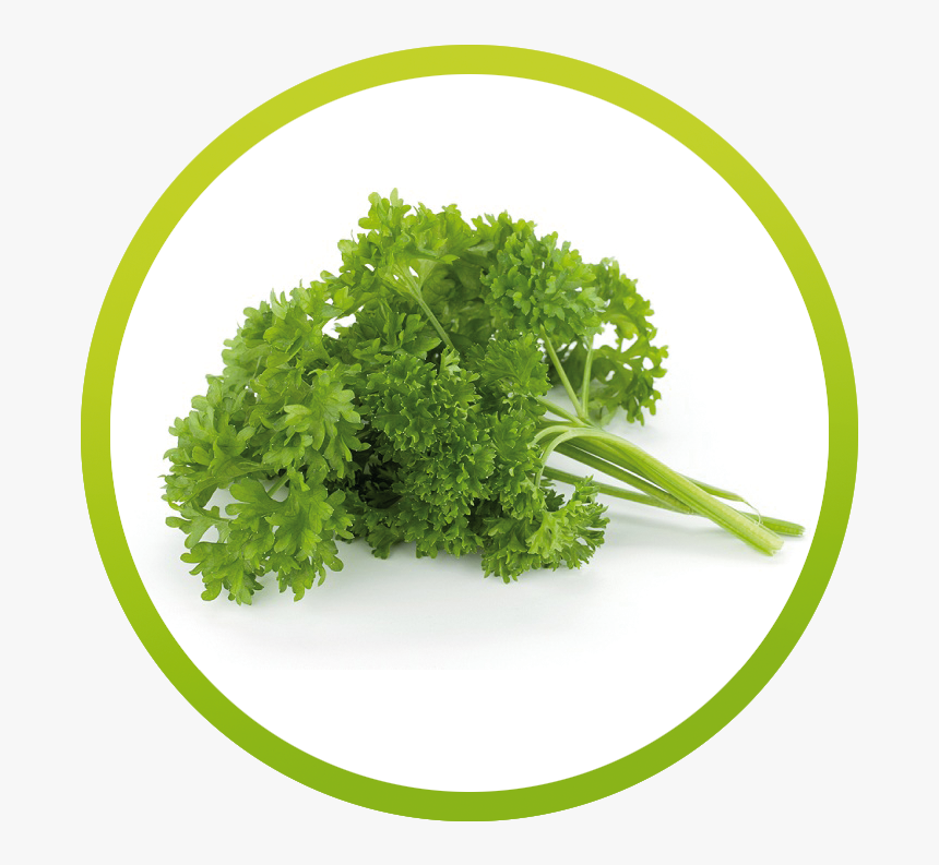 Parsley Oil, HD Png Download, Free Download