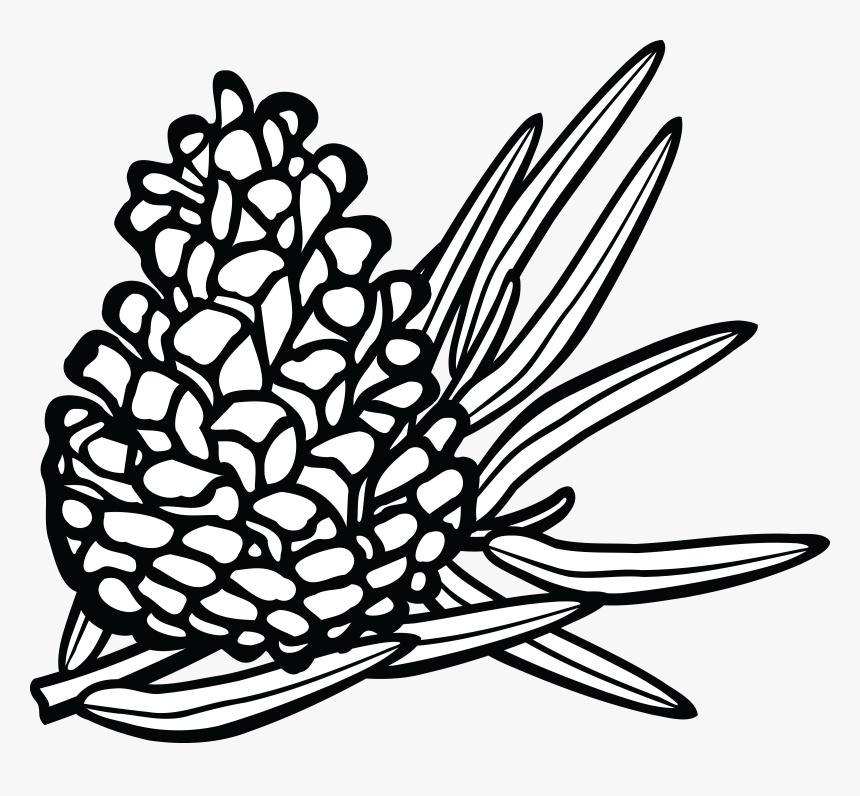 Cone Line Drawing At - Sketsa Gambar Buah Pinus, HD Png Download, Free Download