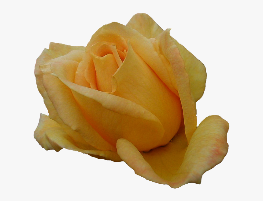 Tropical Flowers Png -transparent Yellow Rose File - Yellow Rose Bud, Png Download, Free Download