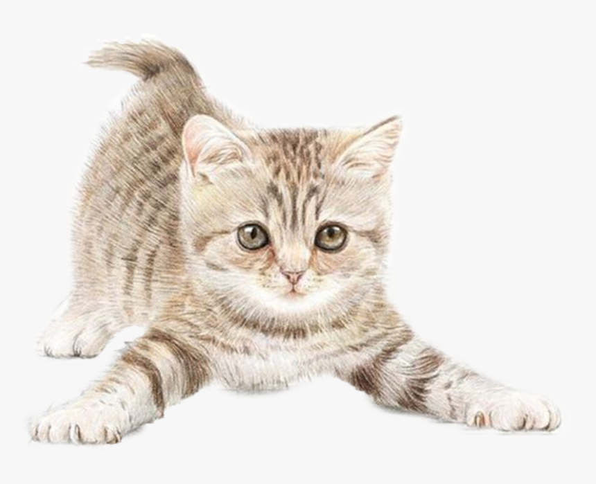 Cat With Small Ears - Kitten With Transparent Background, HD Png Download, Free Download