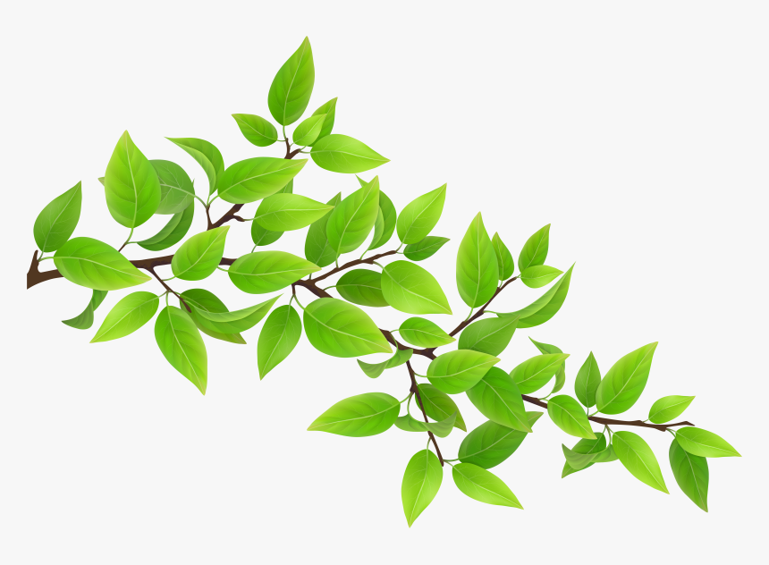 Green Branch Transparent Png Clip Art Image - Green Leaves Clip Art, Png Download, Free Download