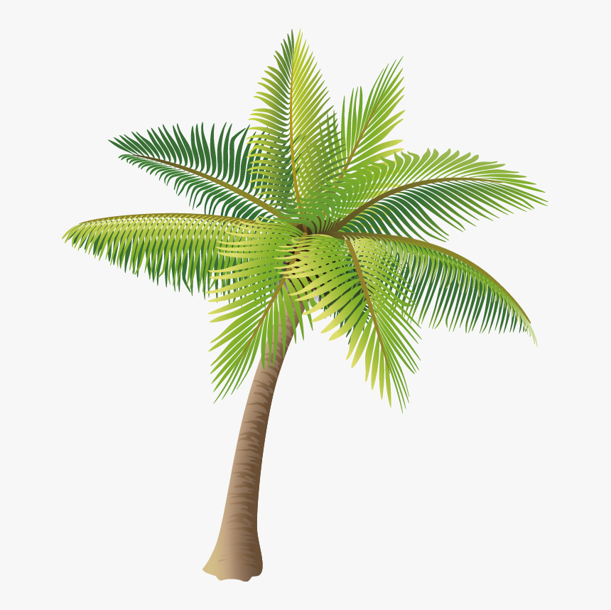 Coconut Tree Vector Material Png Png Download - Transparent Coconut Tree Vector, Png Download, Free Download