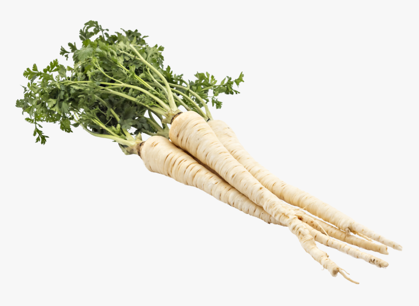 Daikon, HD Png Download, Free Download