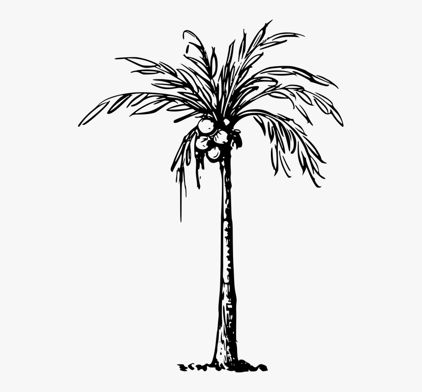 Coconut, Palm, Plant, Tree - Clip Art Of Coconut Tree, HD Png Download - ki...