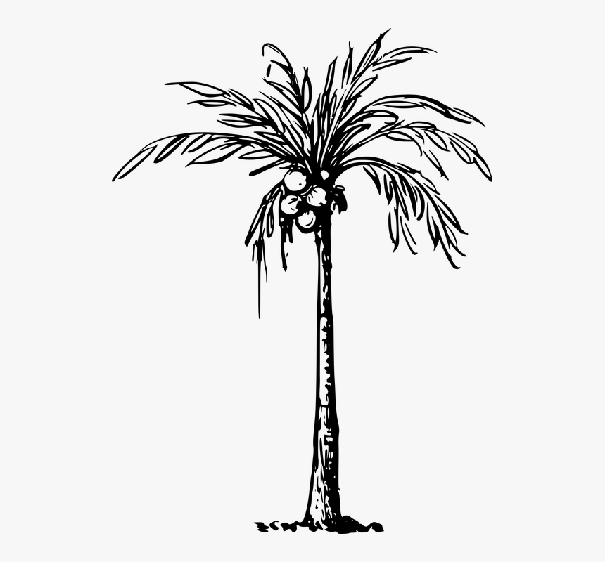 Coconut, Palm, Plant, Tree - Clip Art Of Coconut Tree, HD Png Download, Free Download