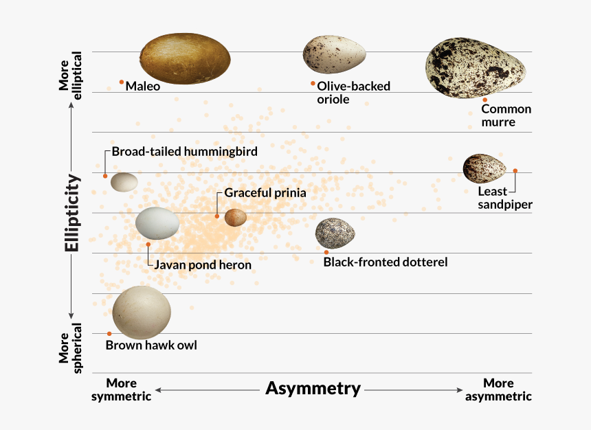 Dinosaur Egg Shapes - Invertebrate, HD Png Download, Free Download