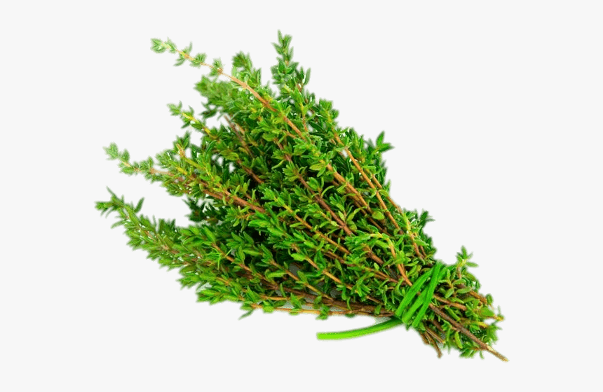 Thyme - Thyme Meaning In Hindi, HD Png Download, Free Download