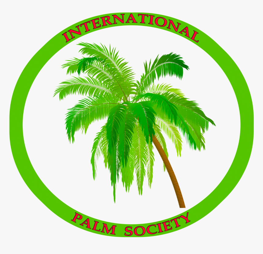 Coconut Tree , Transparent Cartoons - Coconut Tree, HD Png Download, Free Download