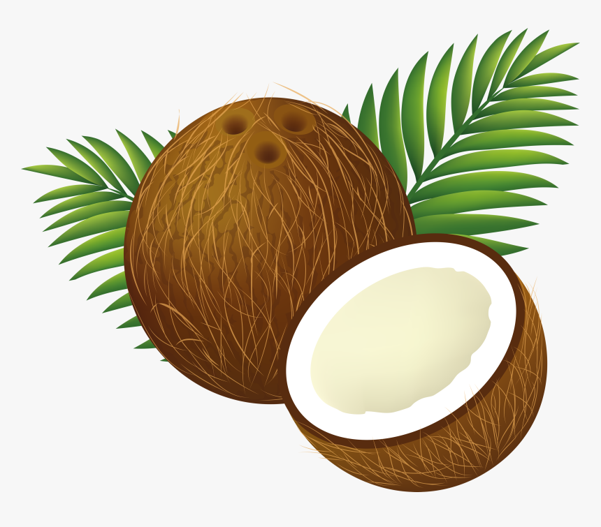 Coconut Tree Png Clipart - Transparent Background Coconut Clipart, Png Download, Free Download