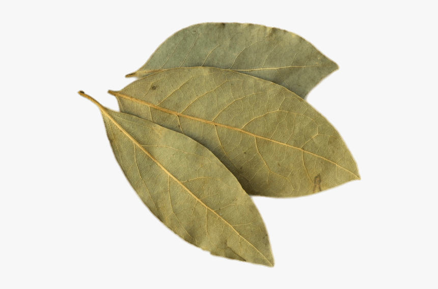 Perejil Png, Transparent Png, Free Download