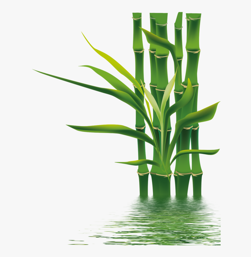 Bamboo Png, Transparent Png, Free Download