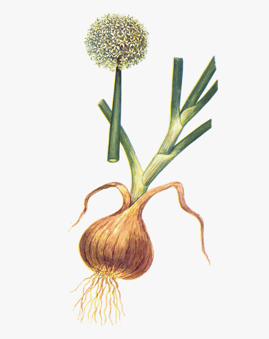 Allium Cepa, HD Png Download, Free Download