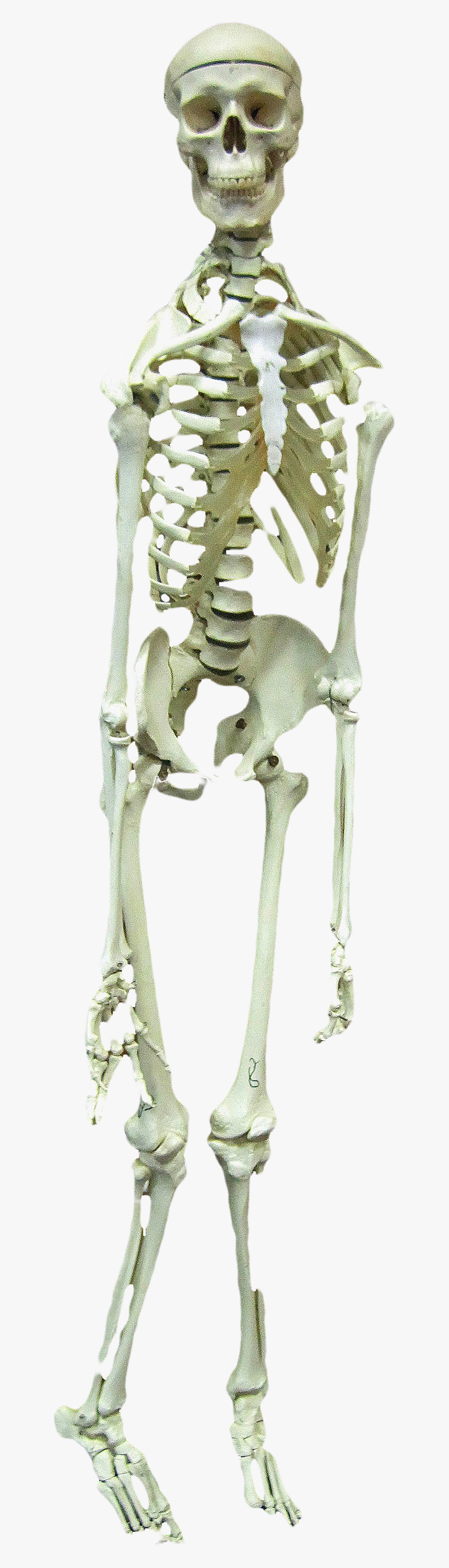 Free Scary Halloween Skeleton Png Image - Skeleton, Transparent Png, Free Download
