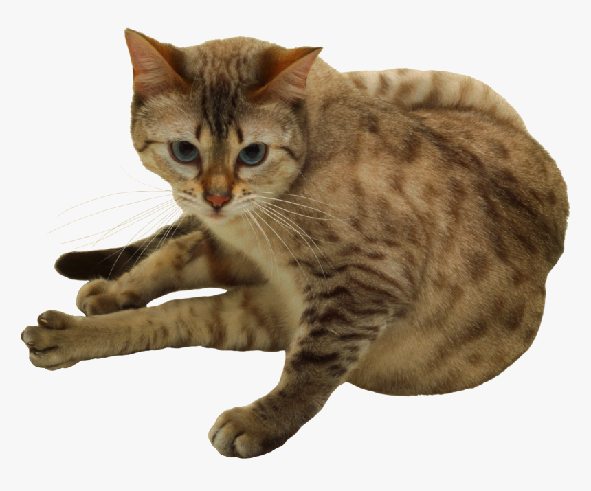 Cat Png - Bengal Tabby Cat, Transparent Png, Free Download