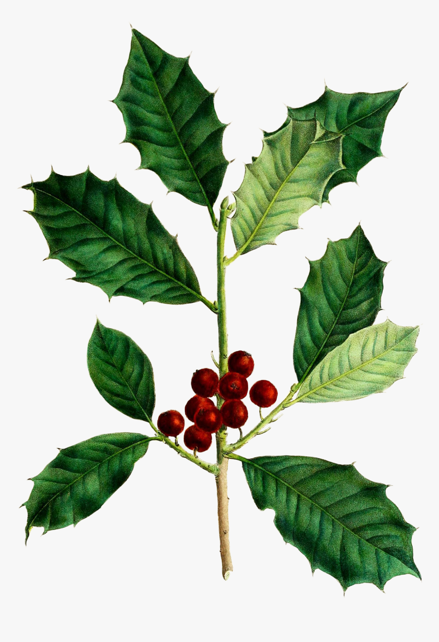 Botanical Holly Leaf Drawing, HD Png Download, Free Download