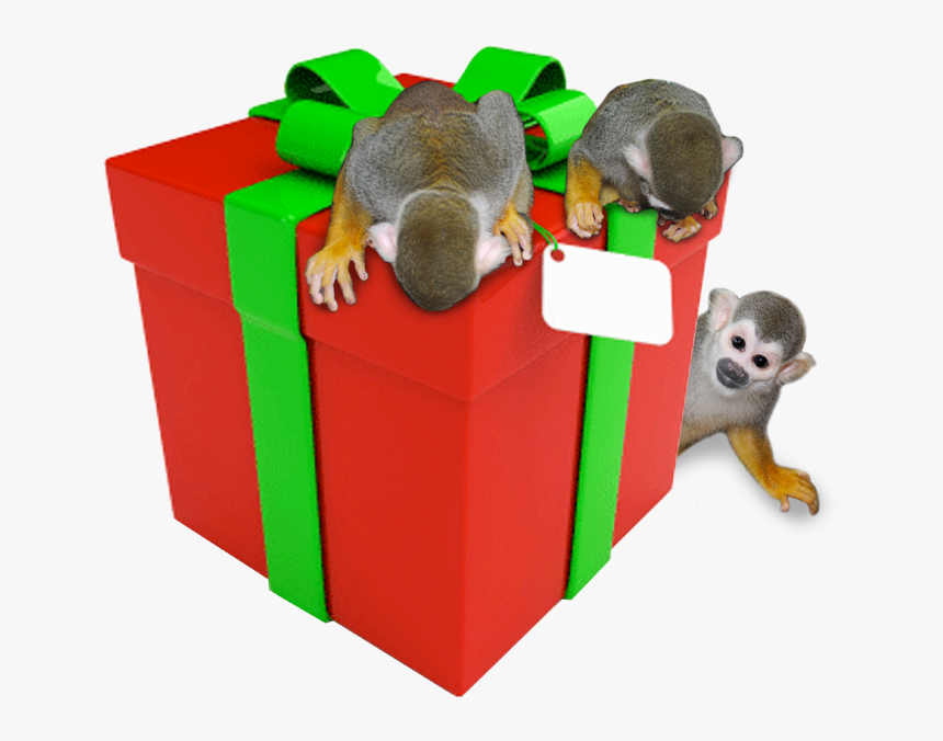 Squirrel Monkeys With Gift - Gift Box, HD Png Download, Free Download