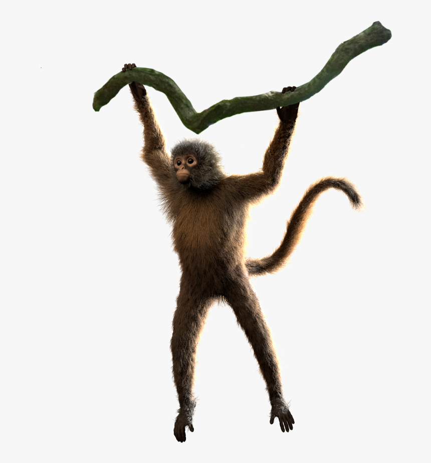 Spidermonkey Multilayer Pose V002 - Spider Monkey, HD Png Download, Free Download