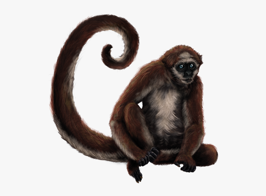 Illustration - Spider Monkey Png, Transparent Png, Free Download