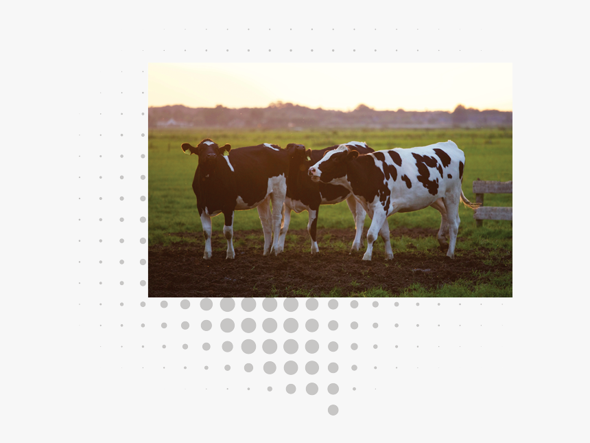 Cattle, HD Png Download, Free Download
