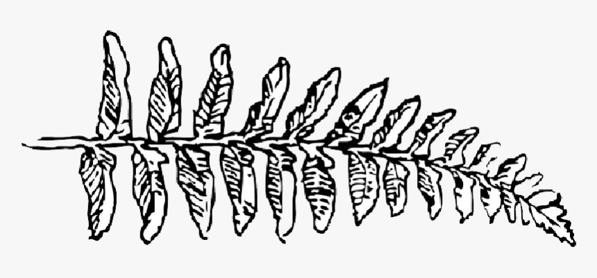 Outline, Leaf, Cartoon, Fern, Branch, Plant, Vine - Fern Clipart Black And White, HD Png Download, Free Download