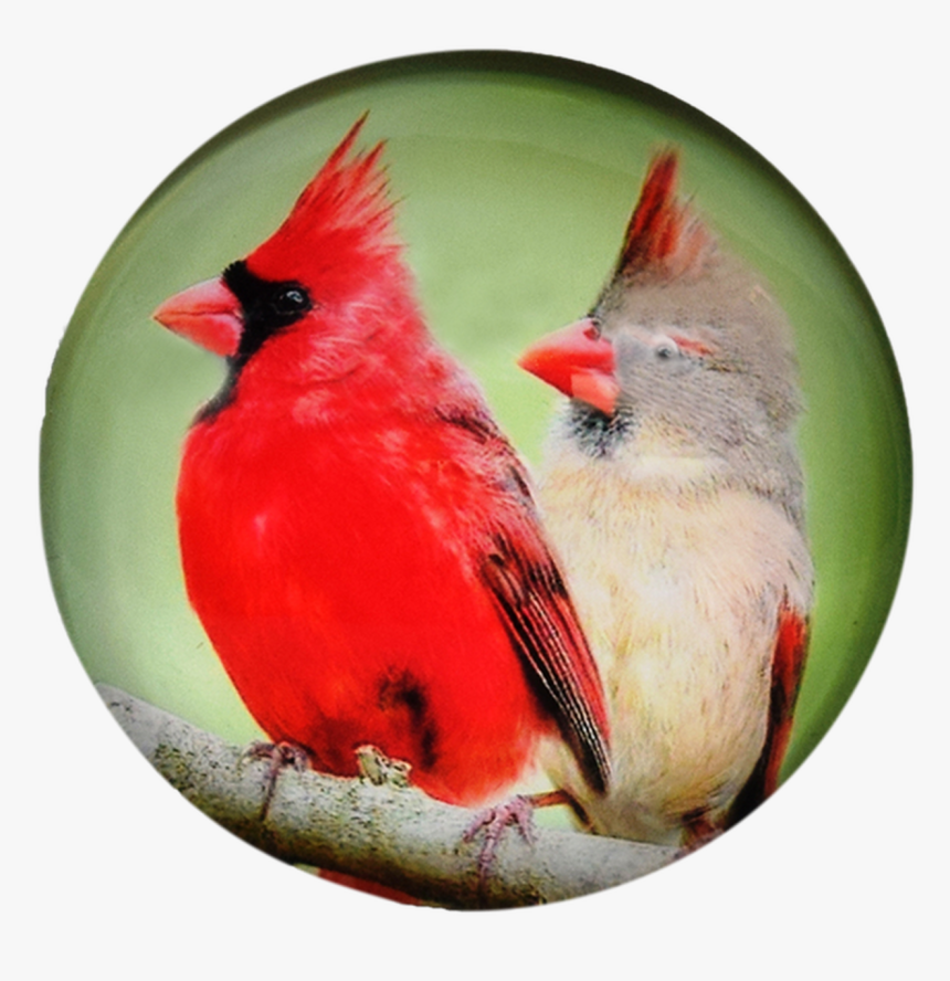 Bird G1000-21 Glass Magnet Cardinal 50mm, HD Png Download, Free Download