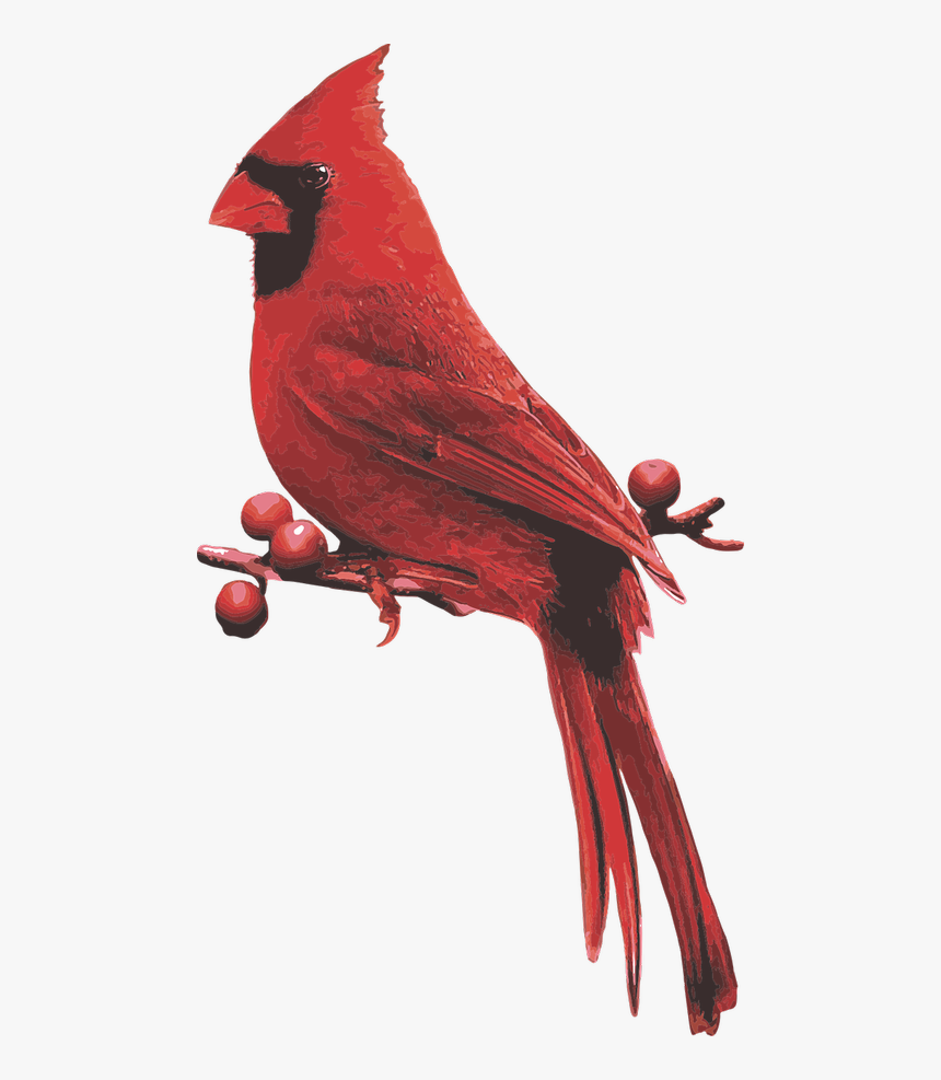 Male Cardinal Red Bird Cardinal With Berries - Northern Cardinal, HD Png Download, Free Download