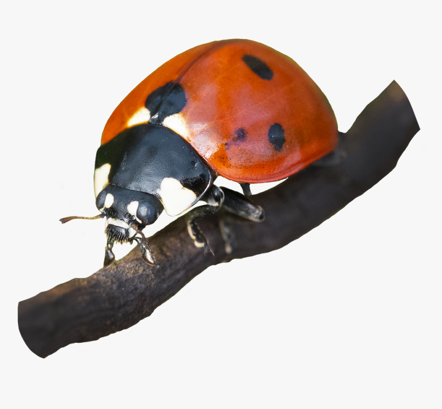 Picture Of Ladybug On Branch - Ladybug, HD Png Download, Free Download