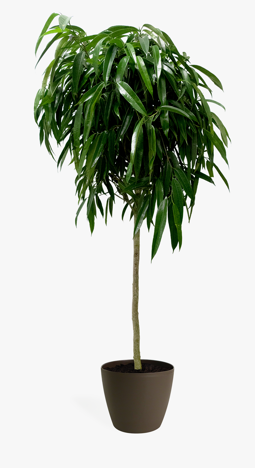 Large Ficus Alii, HD Png Download, Free Download