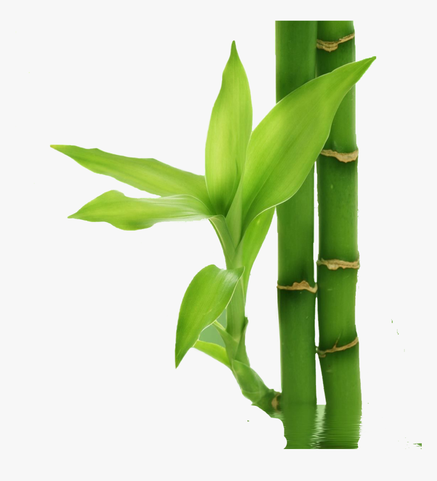 Transparent Sugarcane Plant Clipart - Bamboo Border Clip Art, HD Png Download, Free Download