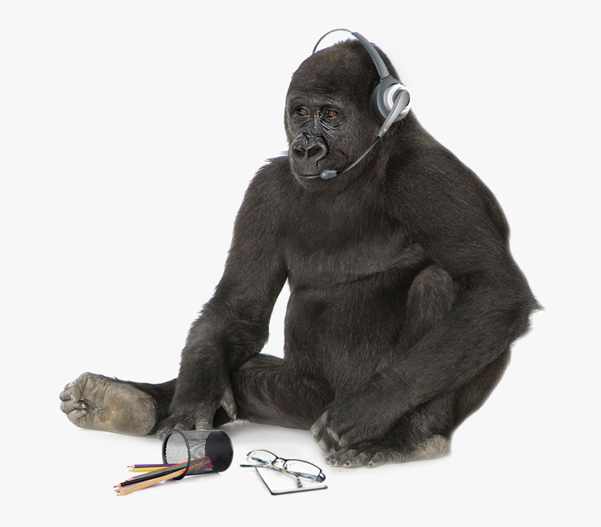 Please Fill In The Following Form And We"ll Be In Touch - Mountain Gorilla, HD Png Download, Free Download