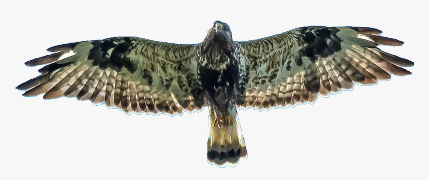 Buzzardpng - Red-tailed Hawk, Transparent Png, Free Download