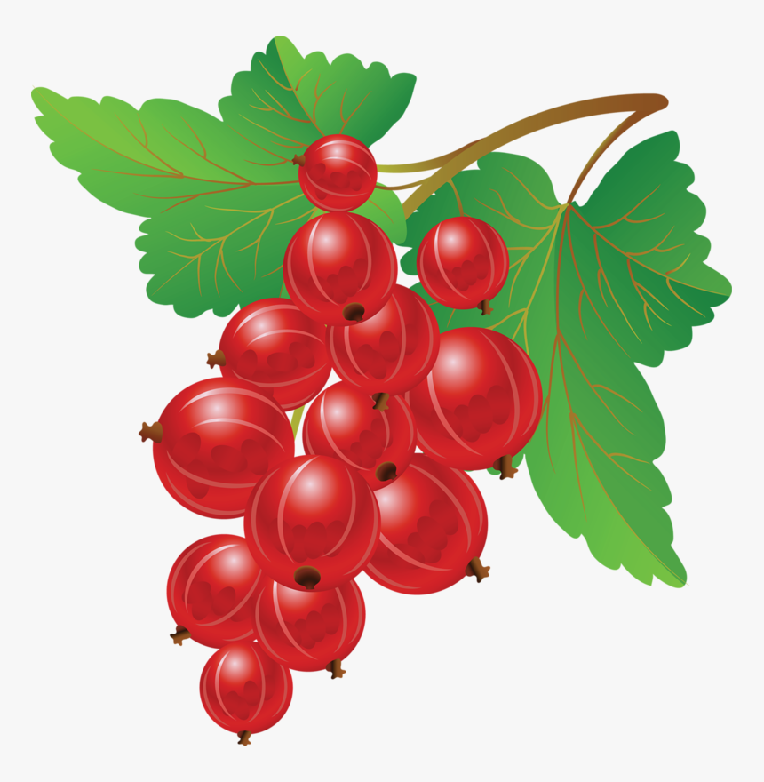 Redcurrant Clipart, HD Png Download, Free Download