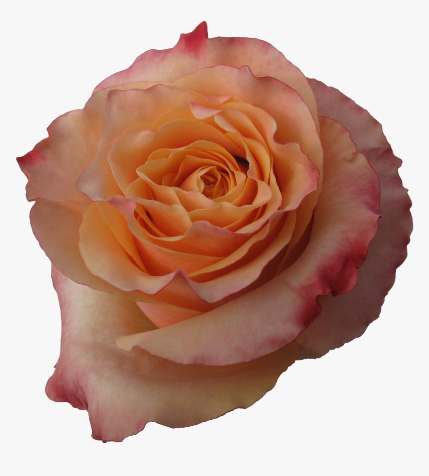 Carpe Diem Rose Flower, HD Png Download, Free Download