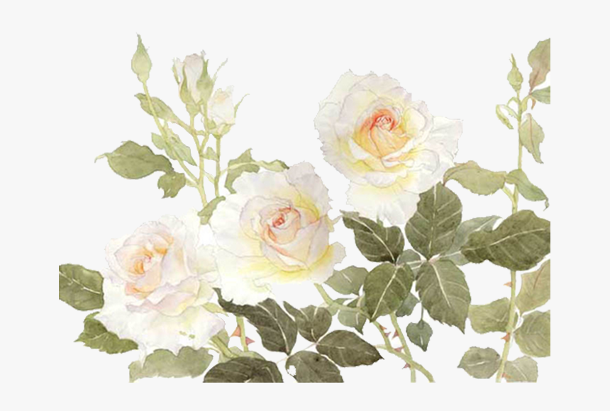 Garden Roses Centifolia Roses Flower White - White Watercolor Flower Clipart Free, HD Png Download, Free Download