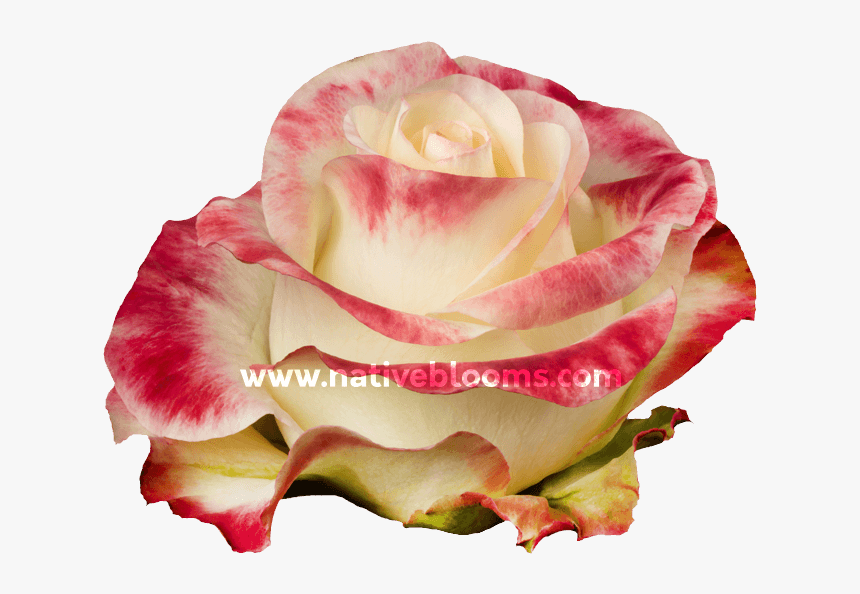 Floribunda, HD Png Download, Free Download