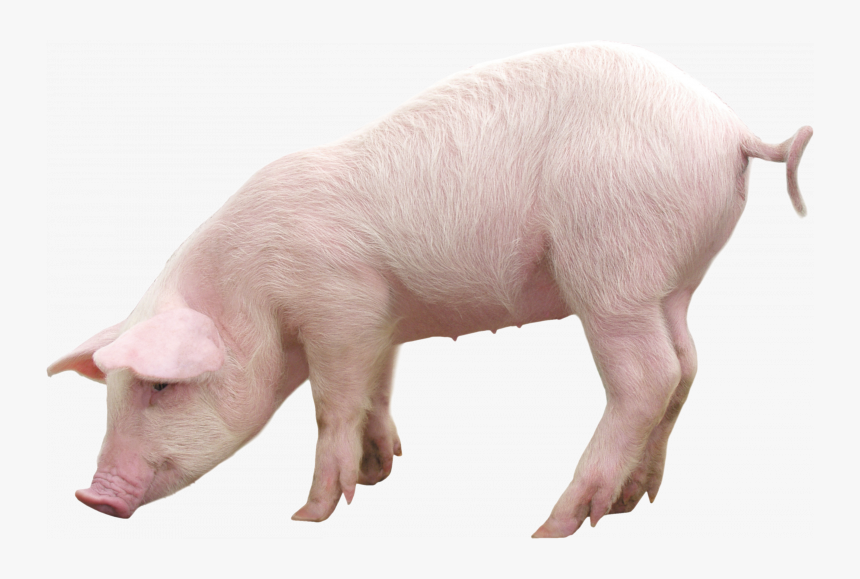 Grab And Download Pig Png In High Resolution - Pig Png, Transparent Png, Free Download