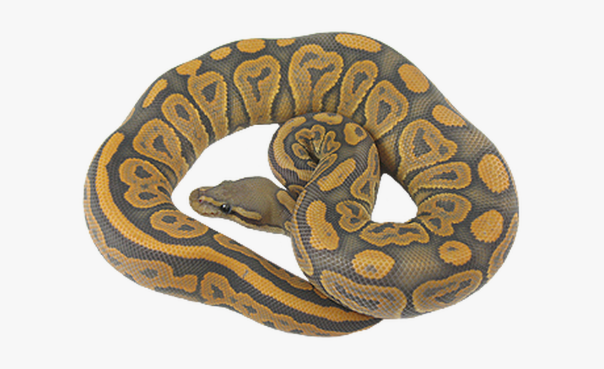 Burmese Python, HD Png Download, Free Download