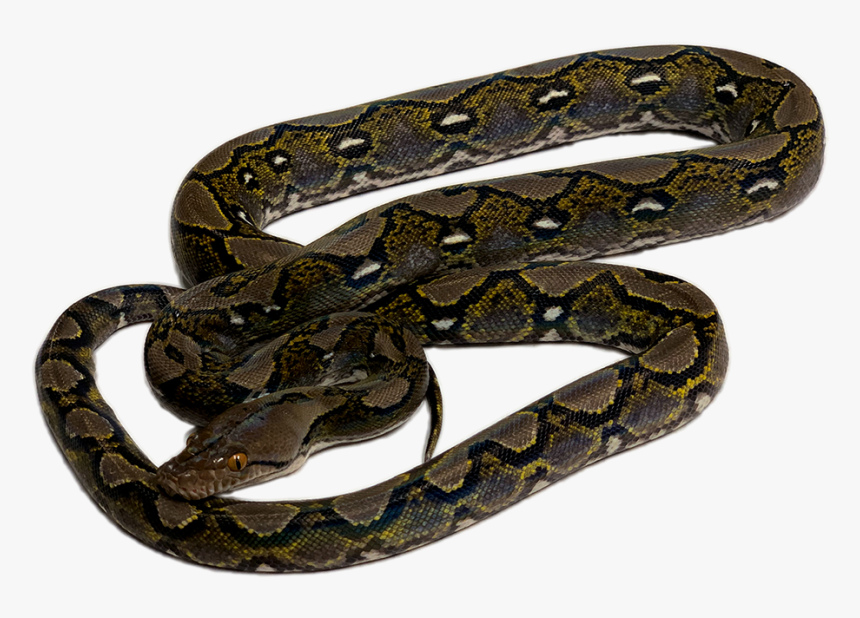 Boa Constrictor, HD Png Download, Free Download