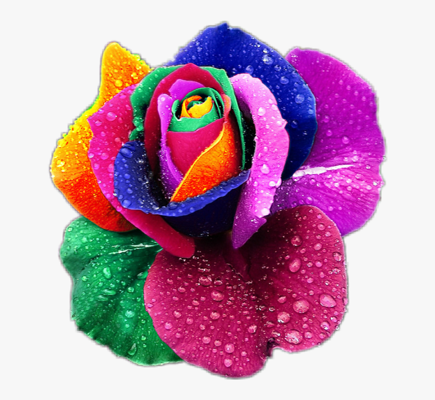 #rosa #rose #multicolor #colorful #flower #flor #flores - Rainbow Roses, HD Png Download, Free Download