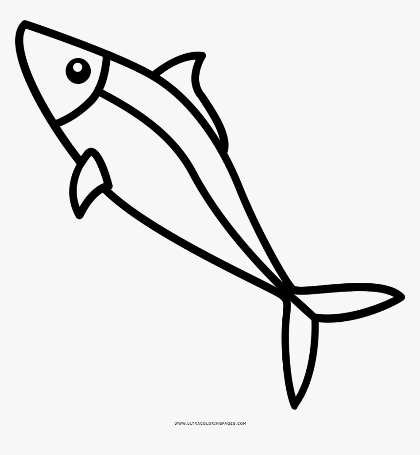 Sardine Coloring Page - Anchovy Drawing, HD Png Download, Free Download