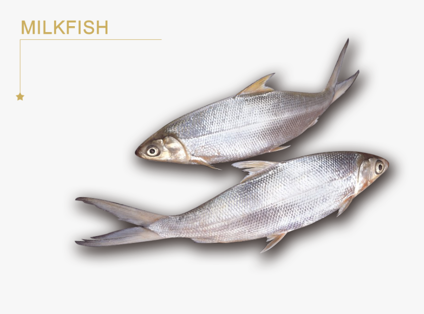 Forever Frozen - Sauries, HD Png Download, Free Download