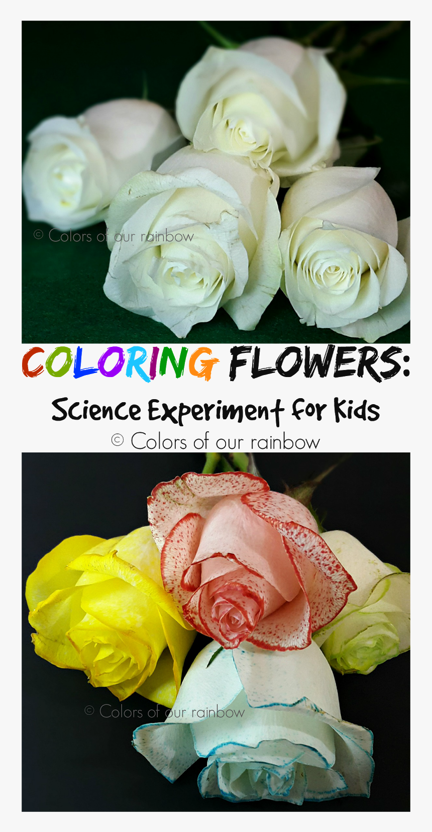 Coloring Flowers Experiment @colorsofourrainbow - Digital Federal Credit Union, HD Png Download, Free Download