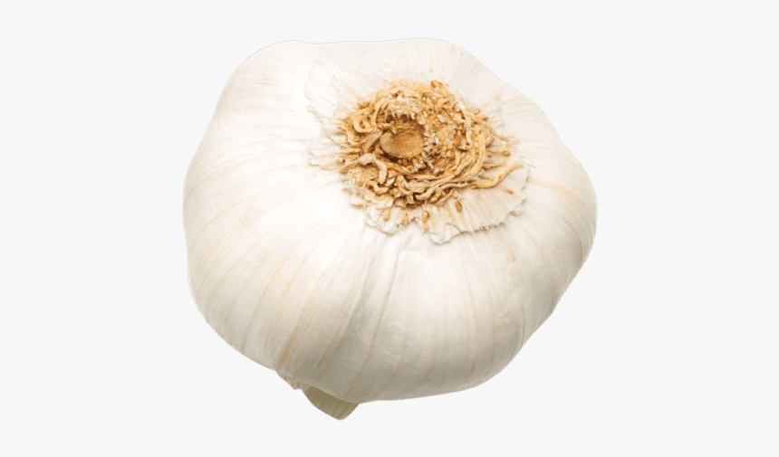 Elephant Garlic, HD Png Download, Free Download