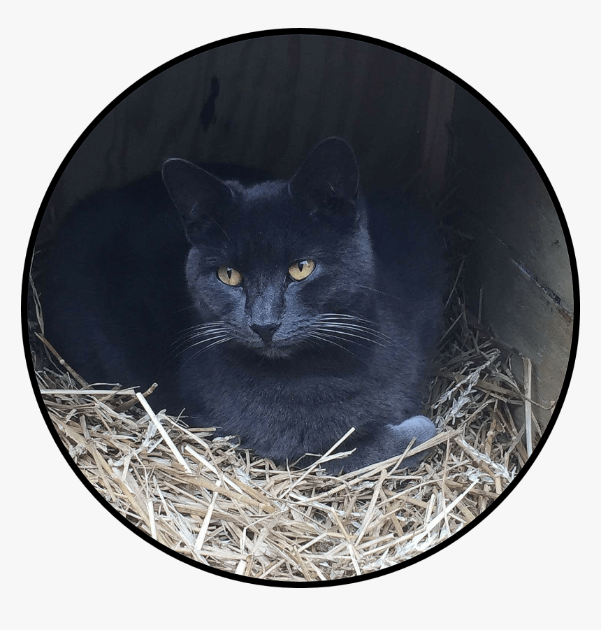 Tnr Achieves 72% Drop In Kitten Birth Rate Finds Alley - Black Cat, HD Png Download, Free Download