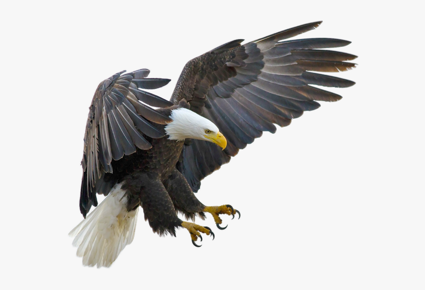 Eagle Flying Transparent Background, HD Png Download, Free Download