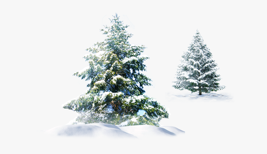 #trees #snow #christmas #evergreen #pine #spruce #png - Christmas Tree Snow Png, Transparent Png, Free Download